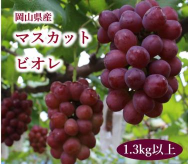 岡山県産 マスカットビオレ 1.3kg以上 ＜10月中旬から11月中旬発送＞ _A19