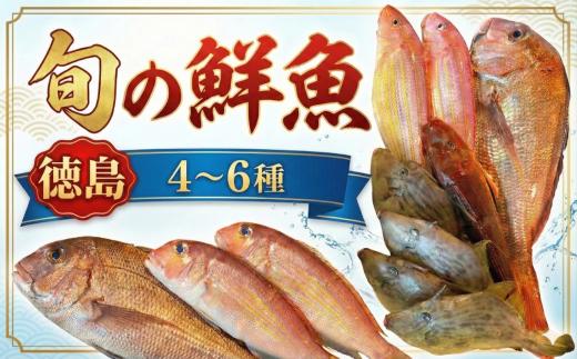 鮮魚BOX 4～6種 刺身 刺し身 旬 海鮮 鮮魚 魚介 焼き 煮付け 炙り カルパッチョ 寿司 丼 おつまみ おかず ご飯に合う 米に合う コメに合う 家庭用 父の日 高級 冷蔵 徳島 馬地鮮魚