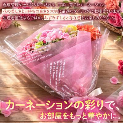 ふるさと納税 西尾市 【母の日までにお届け(4/20までに決済完了)】生産者直送　想いを届けるカーネーション花束・T164 |  | 01