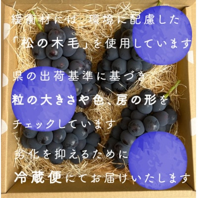 【2026年発送分先行受付】巨峰ぶどう(種なし) 2kg 以上 産地直送 山梨県山梨市牧丘産【配送不可地域：離島・沖縄県】