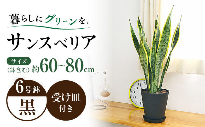 
観葉植物 サンスベリア 6号 セラート鉢植え / 室内観葉植物 / 室内観葉植物 インテリア セラート おしゃれ 鉢植え/ 大村市 /琴花園 [ACYK021]
