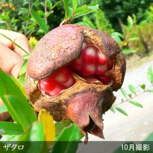 ＜すだ農園＞2年生 苗木 ◆ 大実ザクロ(柘榴)[地中ポット苗 2024年] ※北海道・沖縄・離島への配送不可 ※2025年12月上旬～2026年5月下旬頃に順次発送予定