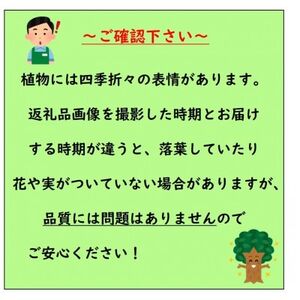 【2025年5月中旬頃から下旬発送】みかんの苗木 せとか 7号 鉢カバー 果樹苗(ガーデニング用)【1576916】