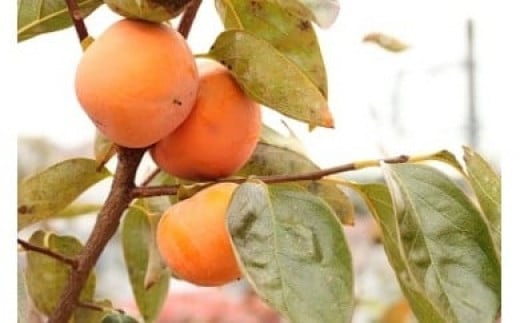 
            【数量限定】宮村農園のこだわり柿（ご家庭用）約4.5kg　次郎柿又は富有柿　１１月中旬～１２月上旬（受付順で順次発送：出荷期間変動あり）　/ 国産 秦野産 神奈川 ご家庭用 柿
          