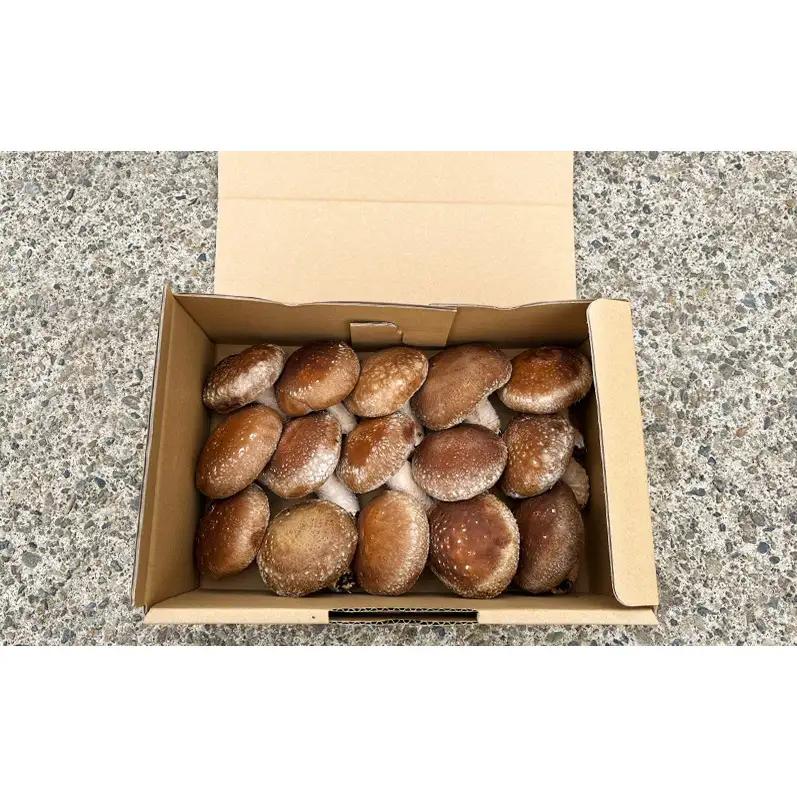 【先行予約】新潟県上越市産 肉厚 生しいたけ シイタケ 椎茸 Lサイズ 約500g （12個〜15個入り）×4箱 計約2kg 秋山農場グリーンプロジェクト