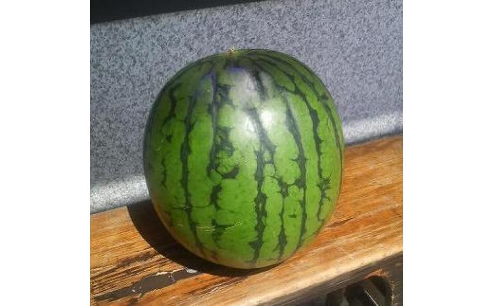 【令和8年産 先行予約】小玉スイカ 2玉 127524-158