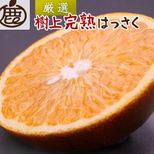 厳選 樹上完熟はっさく10kg+250g(傷み補償分)【有田の春みかん・五月八朔・木生りはっさく】【配送不可地域：離島・北海道・沖縄県】【1646077】