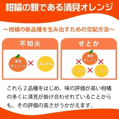 G7328_【先行予約】とにかくジューシー 清見 オレンジ 2.5kg_イメージ3