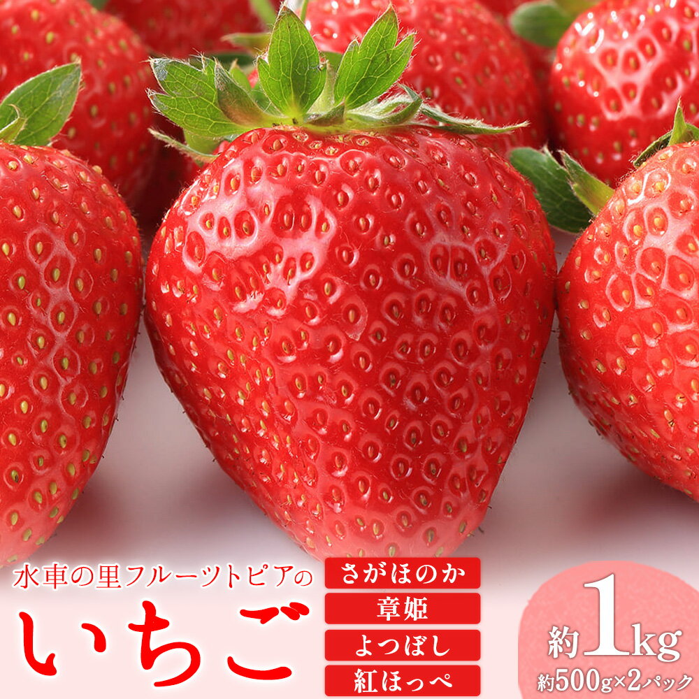 【ふるさと納税】 【先行予約】やかげの いちご ギフト セット(さがほのか・章姫・よつぼし・紅ほっぺ) 約1kg(約500g×2P)《2027年1月中旬-2月末頃出荷》水車の里フルーツトピア岡山県矢掛町産 苺 果物 フルーツ