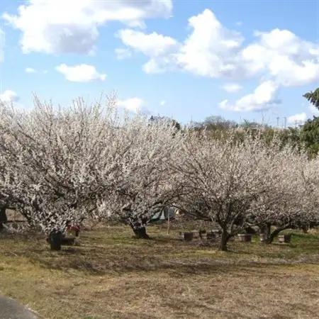 【のし付き】結いの梅「こ梅ぼし」500g(箱入り)【配送不可地域：離島・沖縄県】【1452937】