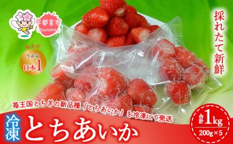 採れたて新鮮 栃木のいちご 冷凍とちあいか 1kg (200g×5パック） ｜ いちご 栃木 とちあいか 甘い 糖度 旬 新鮮 フルーツ 果物 アレンジ スイーツ いちごジャム フルーツサンド ※2025年1月下旬～6月上旬頃に順次発送予定