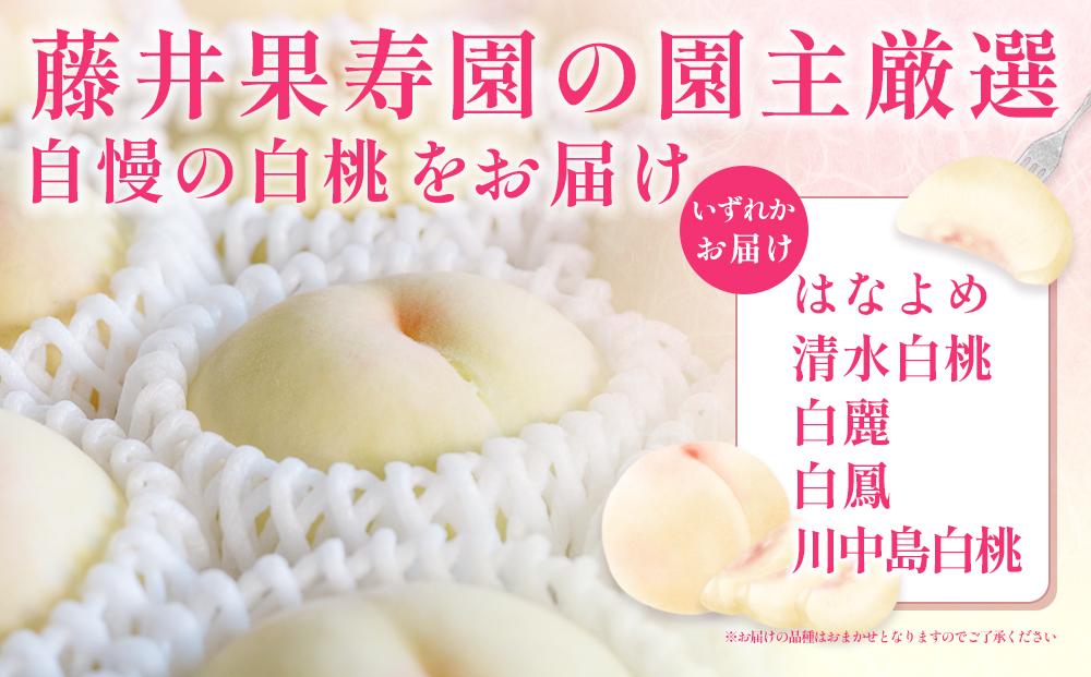 桃 2025年 先行予約 岡山県産 贈答用 白桃 1.5kg以上（4～6玉） 品種おまかせ＜6月下旬以降発送＞