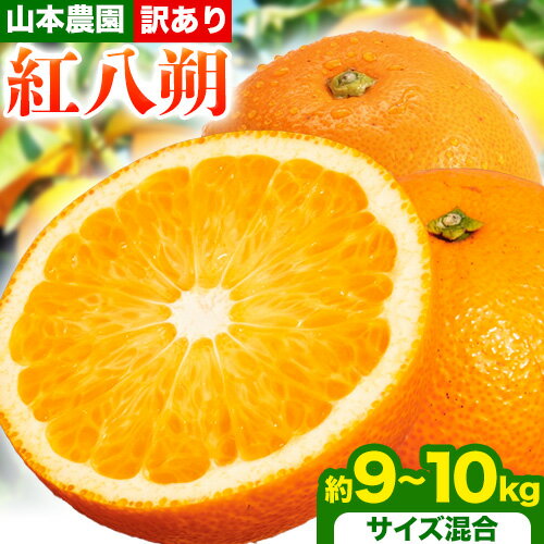 【ふるさと納税】【訳あり】紅八朔 約9~10kg ( サイズ混合 ) 山本農園 《2026年2月上旬-4月上旬頃出荷》 和歌山県 日高川町 紅八朔 八朔 はっさく 柑橘 フルーツ 果物