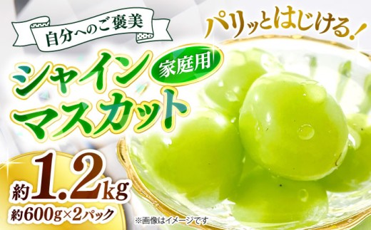 ＜9月中旬から順次発送＞【訳あり】シャインマスカット 約1.2kg（約600g×2パック）ぶどう ブドウ 葡萄 budou しゃいんますかっと ますかっと 2026年発送 大粒 種なし 皮ごと フルーツ 果物 くだもの 産地直送 お取り寄せ 送料無料 農家直送 新鮮 ギフト 人気 完熟 露地栽培 grape そのまま 甘い 三次市 / 西田ぶどう園 [APCM005]
