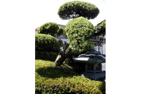 住宅の植木の剪定作業(作業期間：1月～7月)◇