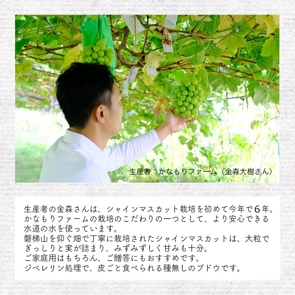 【先行予約】磐梯町産 シャインマスカット 約1.5kg（2房～3房）　※2026年9月～10月発送予定