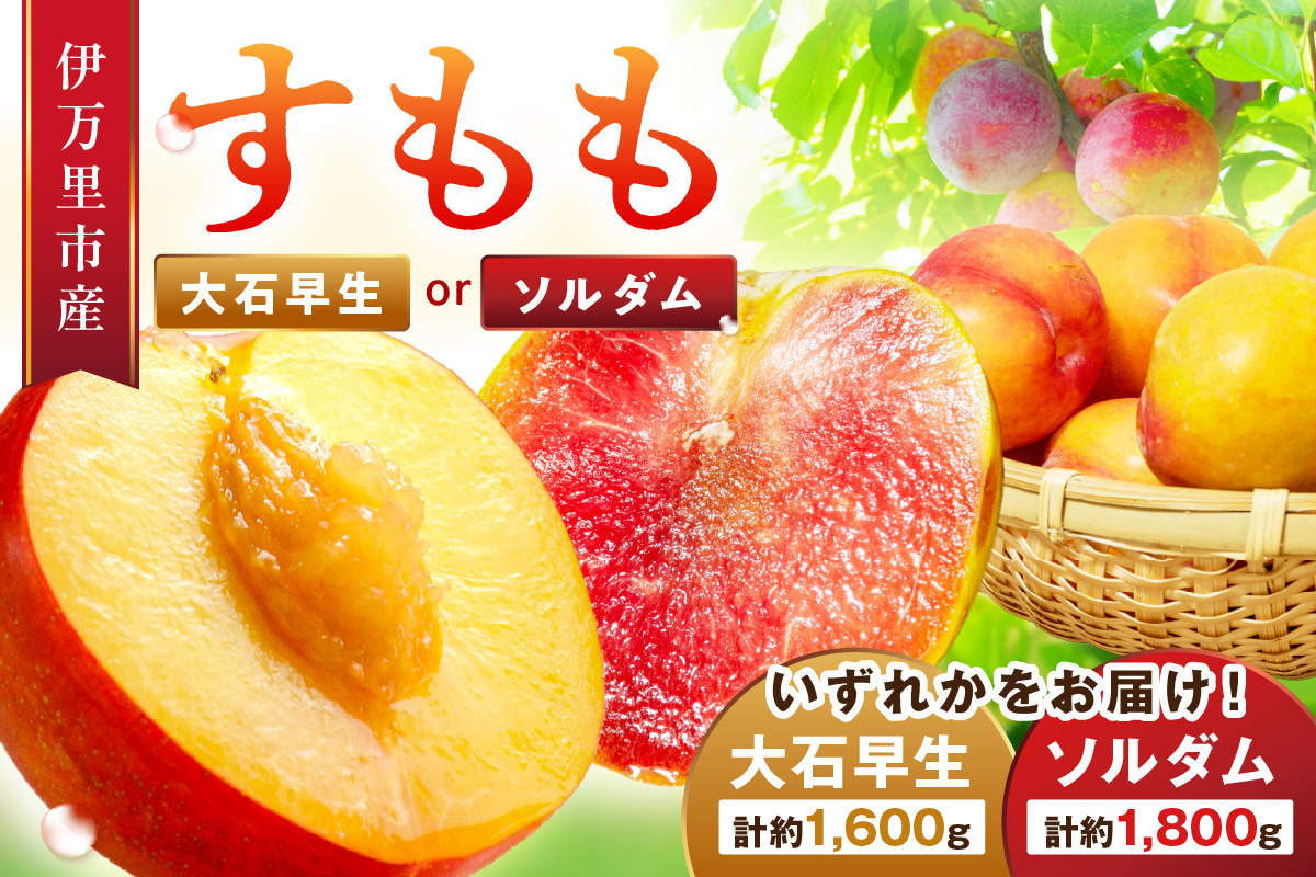 【先行予約】伊万里のすもも「大石早生・ソルダム」 B728
