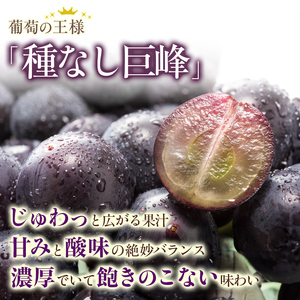 ぶどう 先行予約 種なし 巨峰 約2kg 箱 3～6房入り 果物 ブドウ 葡萄 フルーツ デザート おやつ 信州 2024年秋発送