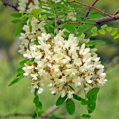 ふるさと納税 那須塩原市 選りすぐりの純国産はちみつ150g×3本セット |  | 02