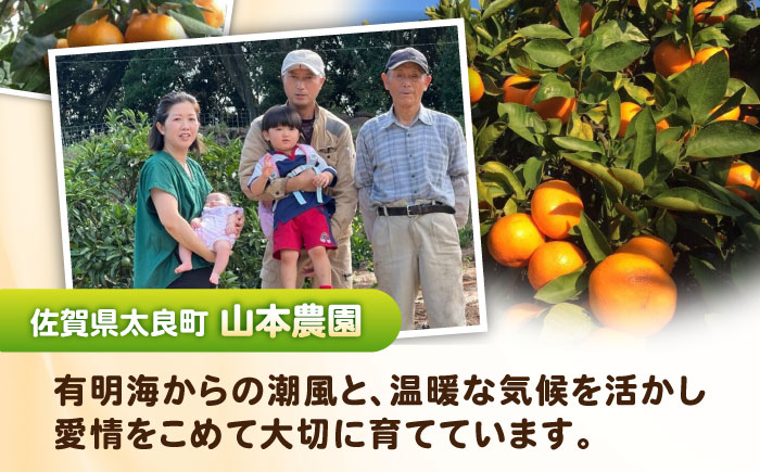 山本農園のジュース おまかせ3本セット / みかんジュース / 佐賀県 / 山本農園 [41ATBT017]