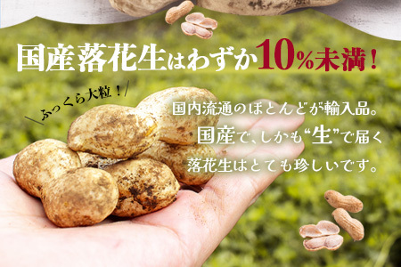食べ応え抜群の大粒落花生「おおまさり」５００g袋×３袋≪数量限定≫★7月中旬より順次発送★鹿児島県産