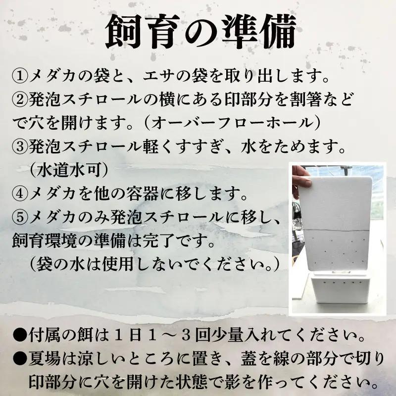 ミックス めだか 9匹 ＋ 死着補償 エサ付き【 めだか 】
