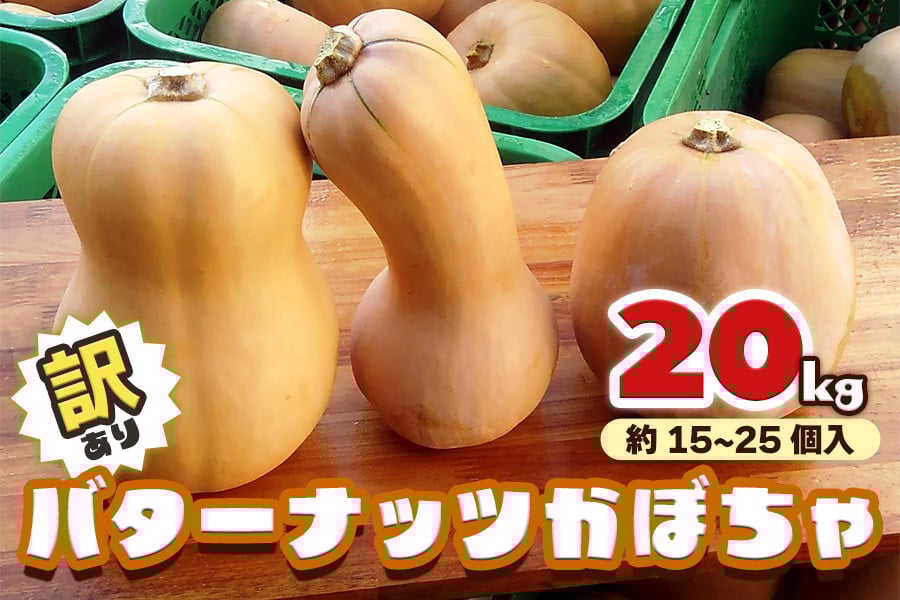 
            [訳あり] バターナッツかぼちゃ 20kg【数量限定／期間限定】｜南瓜 カボチャ 産地直送 農家直送 野菜 訳あり品 甘楽町産 群馬県産 吉田農場 訳アリ ワケあり [0216]
          