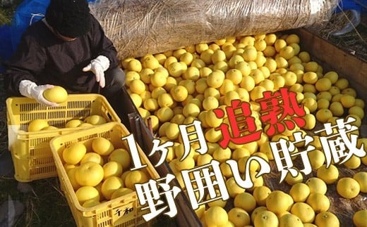 【先行予約受付】【R8年発送】 土佐文旦 L~4L 約5kg 訳あり フルーツ 柑橘 ぶんたん 特産品 高知県産 家庭用 果物 ジューシー 爽やか 酸味 甘み 芳香 2月 3月 4月 熟成 贈答用 ギ
