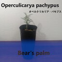 【ふるさと納税】オペルクリカリアパキプス　Operculicarya pachypus_栃木県大田原市生産品_Bear‘s palm | 塊根植物 codex オペルクリカリアパキプス 植物 プラント 人気 おすすめ 送料無料