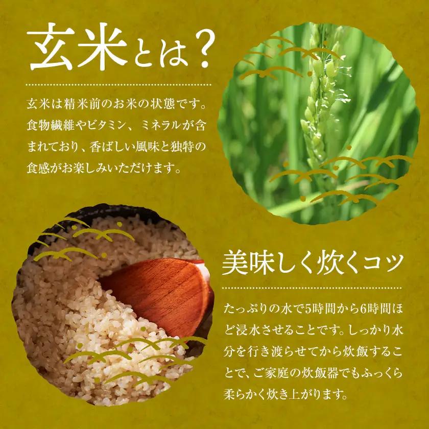 R8年産米 米 玄米 コシヒカリ 5kg《30日以内に出荷予定(土日祝除く)》