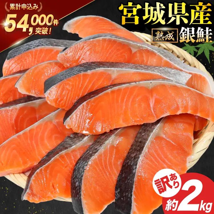 訳あり 宮城県産 熟成 銀鮭 切身 約2kg 鮭 サーモン