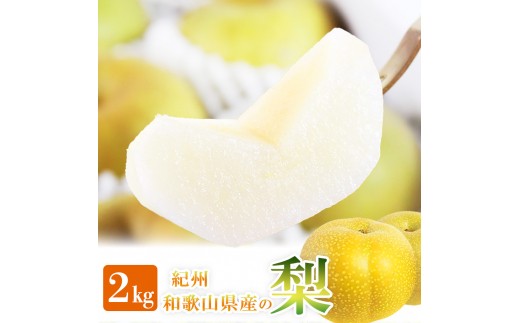 
            紀州和歌山産の梨 2kg 化粧箱入 ※2026年8月中旬頃〜2026年9月上旬頃に順次発送 ※日付指定不可 梨 なし ナシ 果物 くだもの フルーツ 甘い【uot788】
          