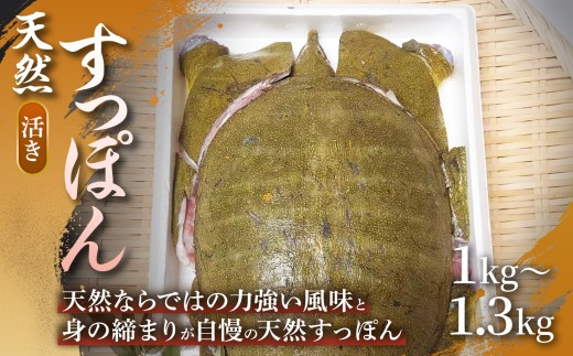 【活きたまま直送】天然すっぽん（活き）1㎏〜1.3㎏ 1箱 すっぽん 天然すっぽん 産地直送 すっぽん料理 すっぽん鍋 活きたまま 滋養強壮 贈答用 ギフト 浜坂産 兵庫県