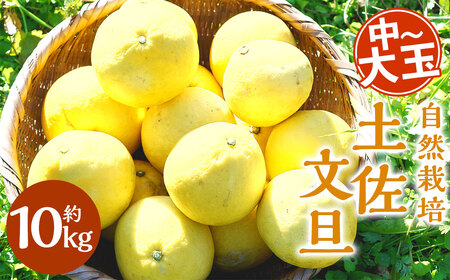 【中～大玉】自然栽培 土佐文旦 約10kg くだもの 果物 フルーツ 柑橘 岡垣町 【2026年3月上旬～4月下旬順次発送予定】