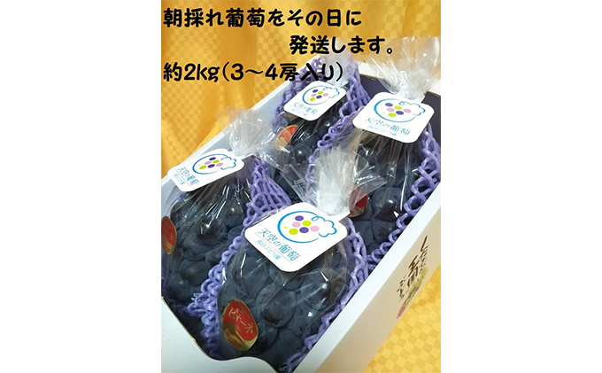 
            [№5615-0390]ぶどう 2025年度 早期受付 天空の葡萄(登録商標) ニュー ピオーネ 3～4房 2kg以上 1箱 美味しい笑顔をお約束 葡萄 フルーツ 岡山 高梁市産
          