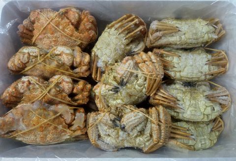 【北海道根室産】クリガニ200～250g×20～25尾(計5.0kg) D-57031