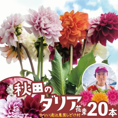 ふるさと納税 大館市 新鮮!綺麗!秋田のダリア〈20本花束〉