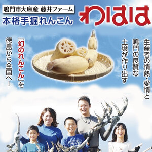 鳴門れんこん 4kg れんこん