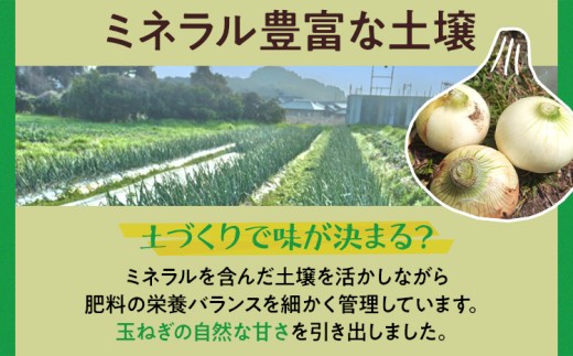 古賀市産玉ねぎ　2kg