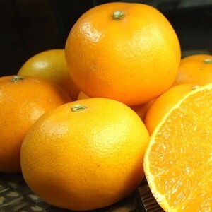 せとか[約2.8kg]和歌山県有田産春みかん(果実サイズおまかせ)【1223494】