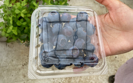 ブルーベリー ハウス 4月発送 【 ブルーベリー 】