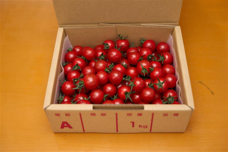 【定期便全5回 2月～6月毎月お届け】四万十川源流域で育まれた 絶品 フルーツミニトマト 1kg フルーツトマト ふるーつとまと とまと トマト 甘い 濃厚 美味しい 箱詰め 糖度8%～12% 高知 