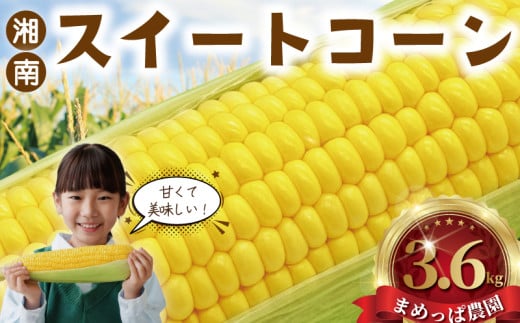 スイートコーン とうもろこし 3.6kg (9~11本)  朝採り とれたて トウモロコシ 先行予約 2026年6月発送 コーン 新鮮 ジューシー 甘い 美味い おやつ とうきび 10000円 国産 旬 夏野菜 野菜 やさい 冷蔵 食品 農家直送 数量限定 産地直送 まめっぱ農園 神奈川 湘南 藤沢