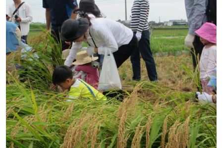 お米 白米 コシヒカリ 10kg 国産 徳島県 たんぼ米 ( 大人気お米 人気お米 新お米 国産お米 徳島県産白米 大人気白米 人気白米 白米 お米 新白米 国産白米 徳島県産白米 白米 精白米 )