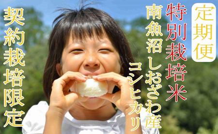 【令和7年産】※定期便：20Kg×3ヶ月※特別栽培 生産者限定  南魚沼しおざわ産コシヒカリ【2025年10月上旬より順次発送予定】