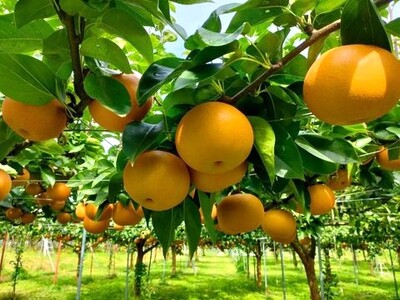 山形県産【樹上完熟】和梨（あきづき）２ｋｇ　ご家庭用　0140-2604