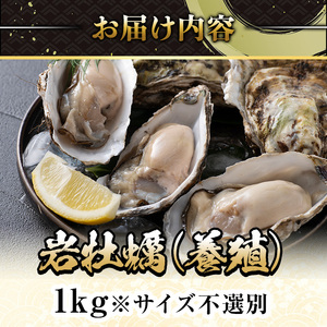 ＜平日着※指定日不可＞＜先行予約受付中！3月中旬～4月下旬発送予定＞岩牡蠣(養殖)サイズ不選別(1kg) 魚介 海鮮 海の幸 かき カキ オイスター 三光水産 養殖 冷蔵 【sm-DD001・sm-D