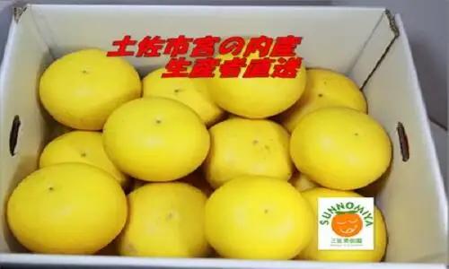 【先行予約】三宮果樹園の土佐文旦 家庭用5kg〈2027年2月14日から2027年3月15日発送〉高知県 土佐市【三宮果樹園】[BQAP002]