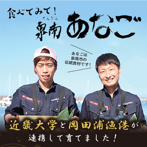 近畿大学×岡田浦漁協『泉南あなご』煮込（伝助アナゴ）2尾入り！【058D-005】