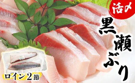 KU281-2509＜2025年9月発送分＞活じめ！黒瀬ぶりの生鮮ブリロイン2節（1.0kg前後）